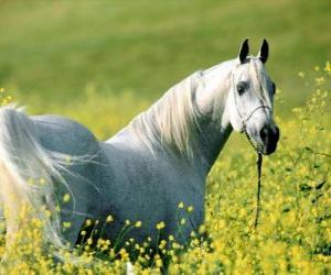 Puzzle Αραβικό άλογο, λευκό για το πεδίο